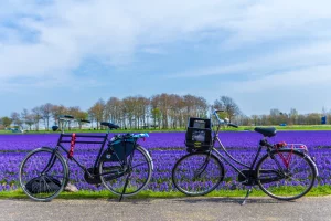 Fietsen langs de bollenvelden in Lisse