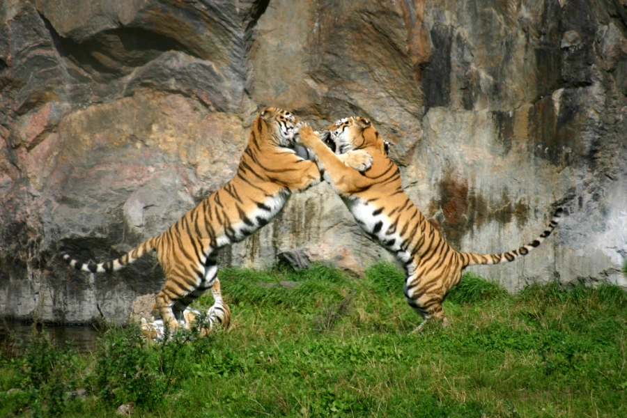 strijdende tijgers hormonale balans