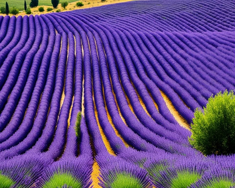 lavendelvelden in Provence