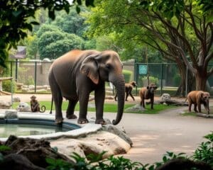 Dierenrechten: De ethiek van dierentuinen