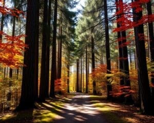 Geniet van een wandeltocht door de bossen van Canada