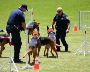 Politiehonden: Hun training en inzet in opsporing