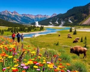 Verken de ongerepte natuur van het Yellowstone National Park