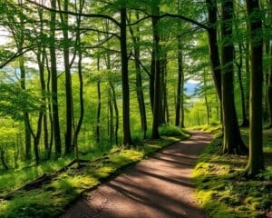 Wandelen door de bossen van de Eifel, Duitsland