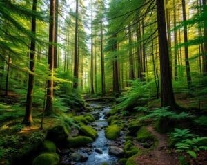 Natuur ontdekken in de ongerepte bossen van Finland